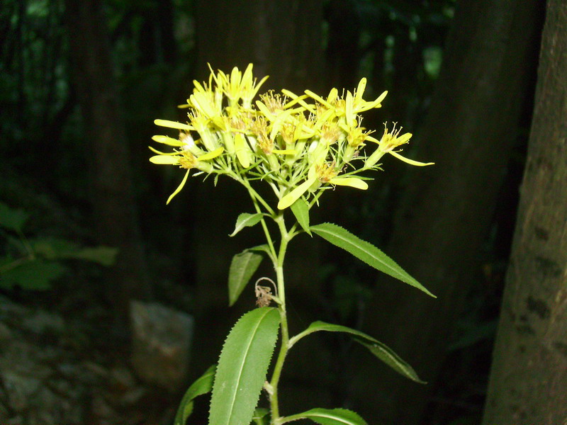 Senecio ovatus (=Senecio fuchsii) / Senecione di Fuchs